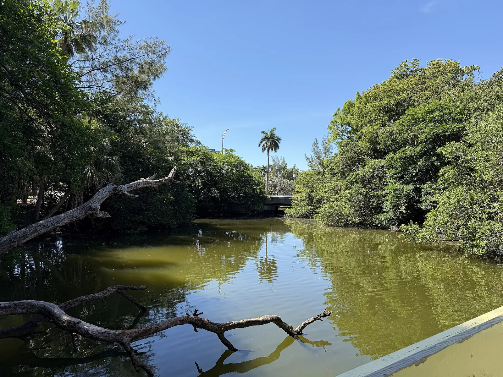 Waterway and palms at Stanley Goldman Memorial Park