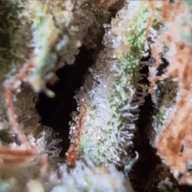 THCA Deals