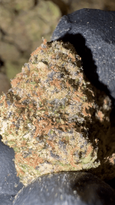 Exotic THCA Flower