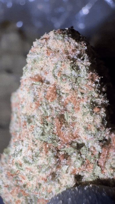 How we source exotic flower