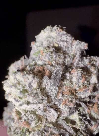 Exotic THCA Flower | Premium Rare Strains | BakeBoxx