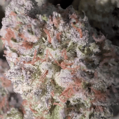 Greenhouse THCa Flower | Sun-Grown Quality at a Great Price | BakeBoxx