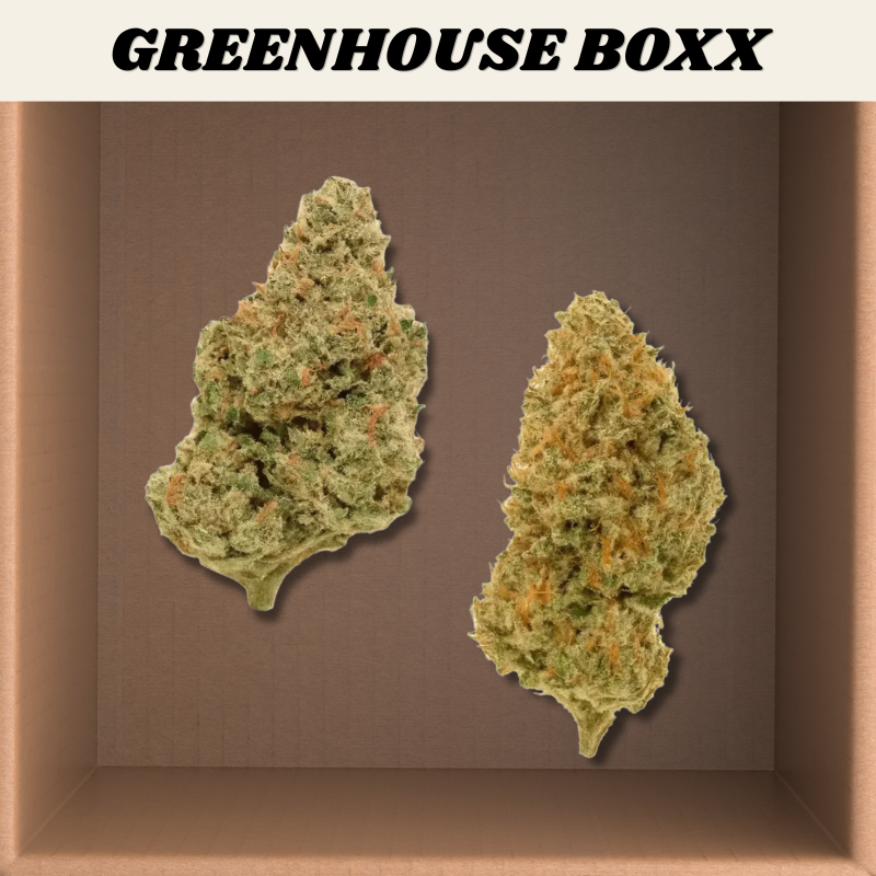 Choose Your Own Greenhouse Bundle Boxx (2x 7g)