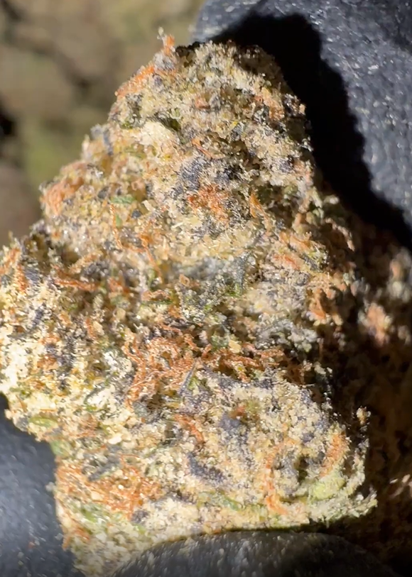 Black cherry soda strain