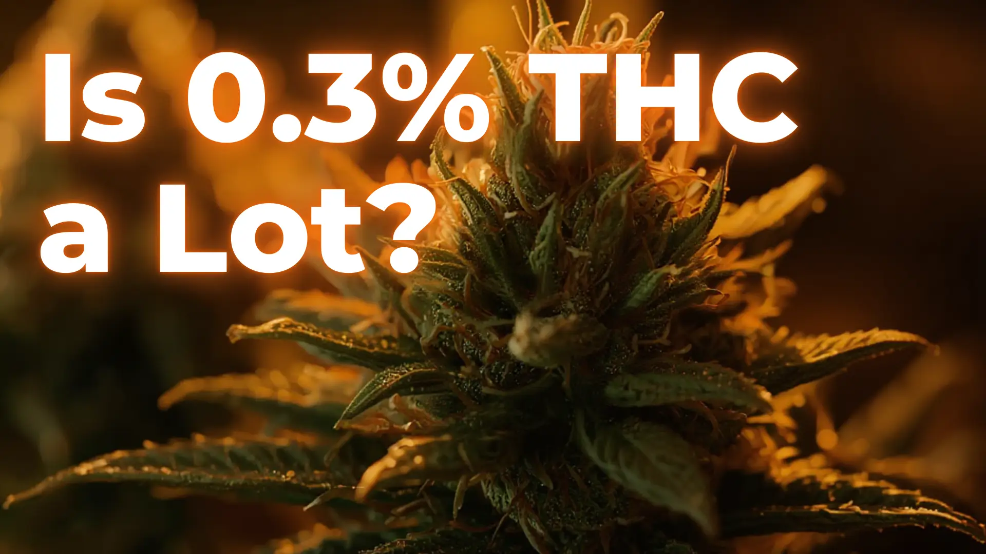 Is 0.3% THC a Lot? - BakeBoxx blog article