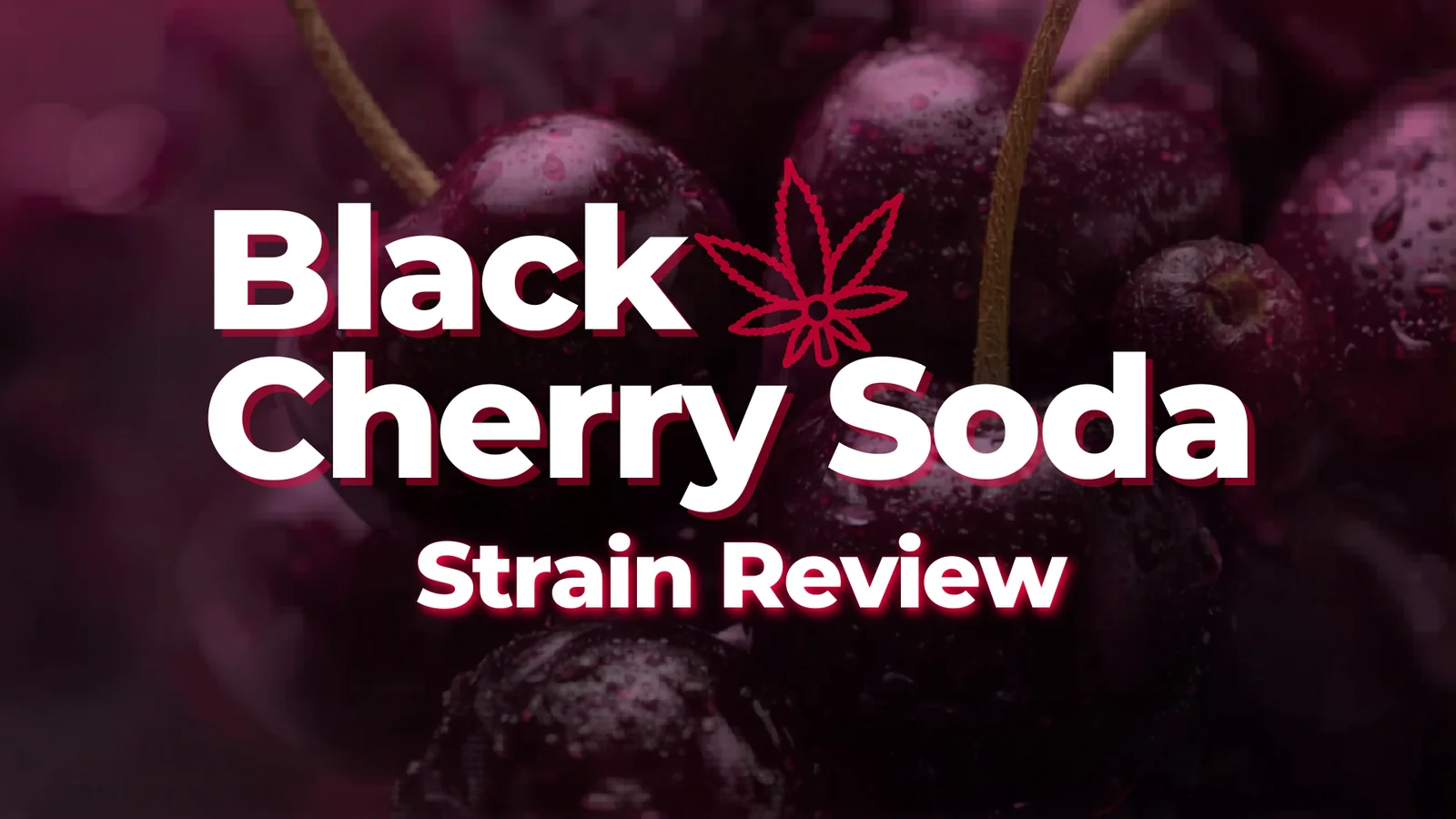 Black Cherry Soda Strain Review - BakeBoxx blog article