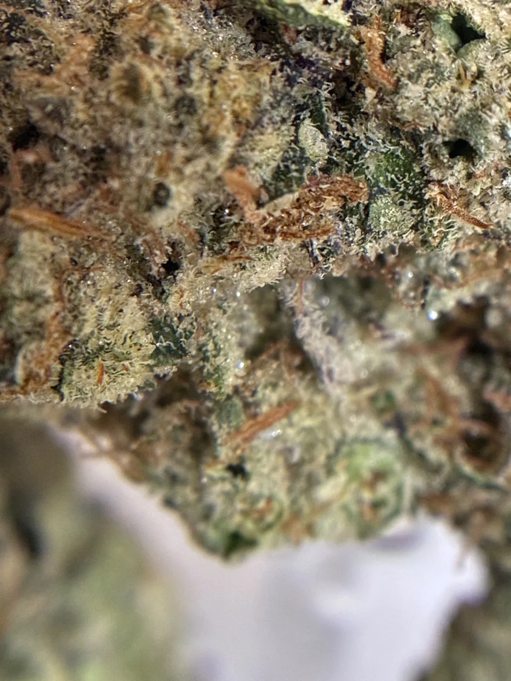 Indoor THCA flower at The Flower Shop Dispensary, North Houston.