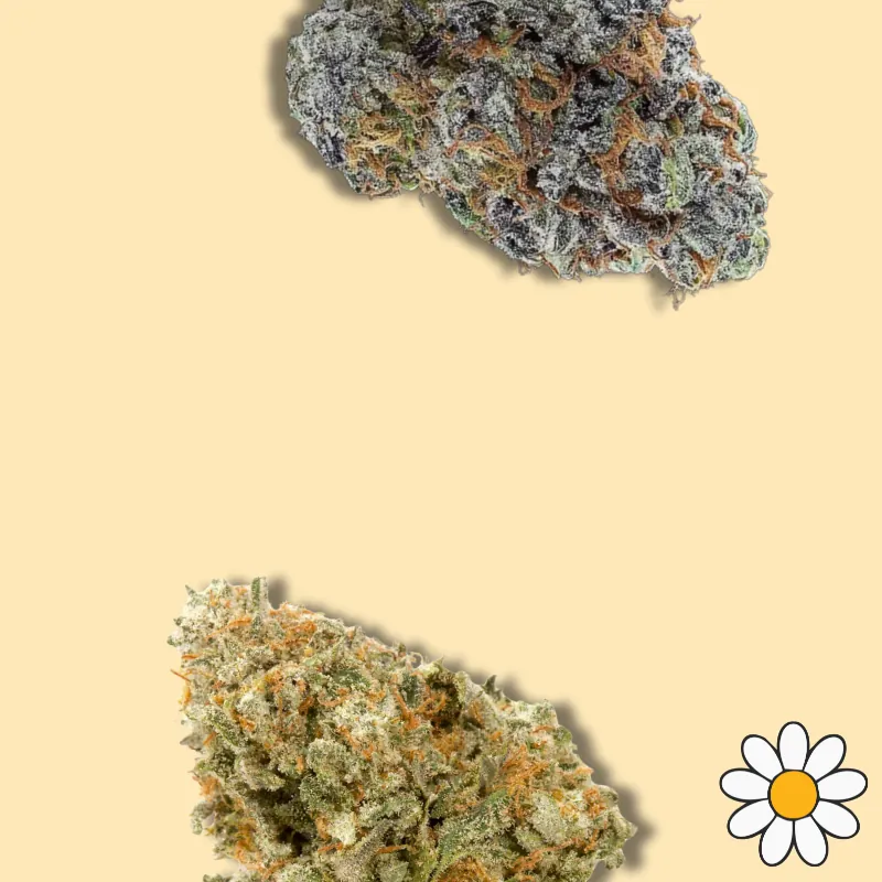 THCA Flower